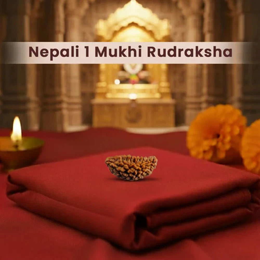1 Mukhi Nepali Rudraksha