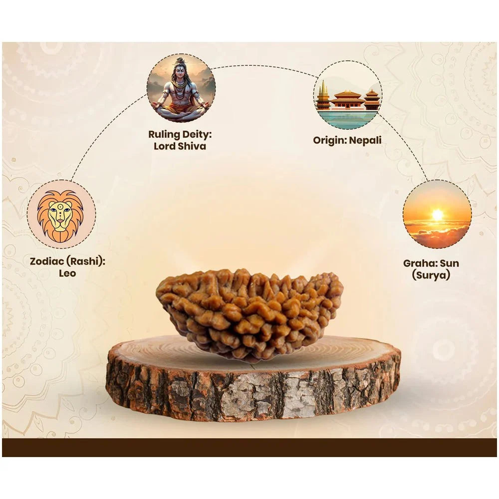 1 Mukhi Nepali Rudraksha
