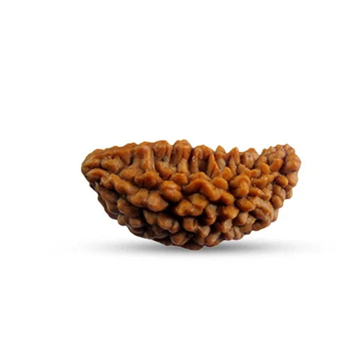 1 Mukhi Nepali Rudraksha