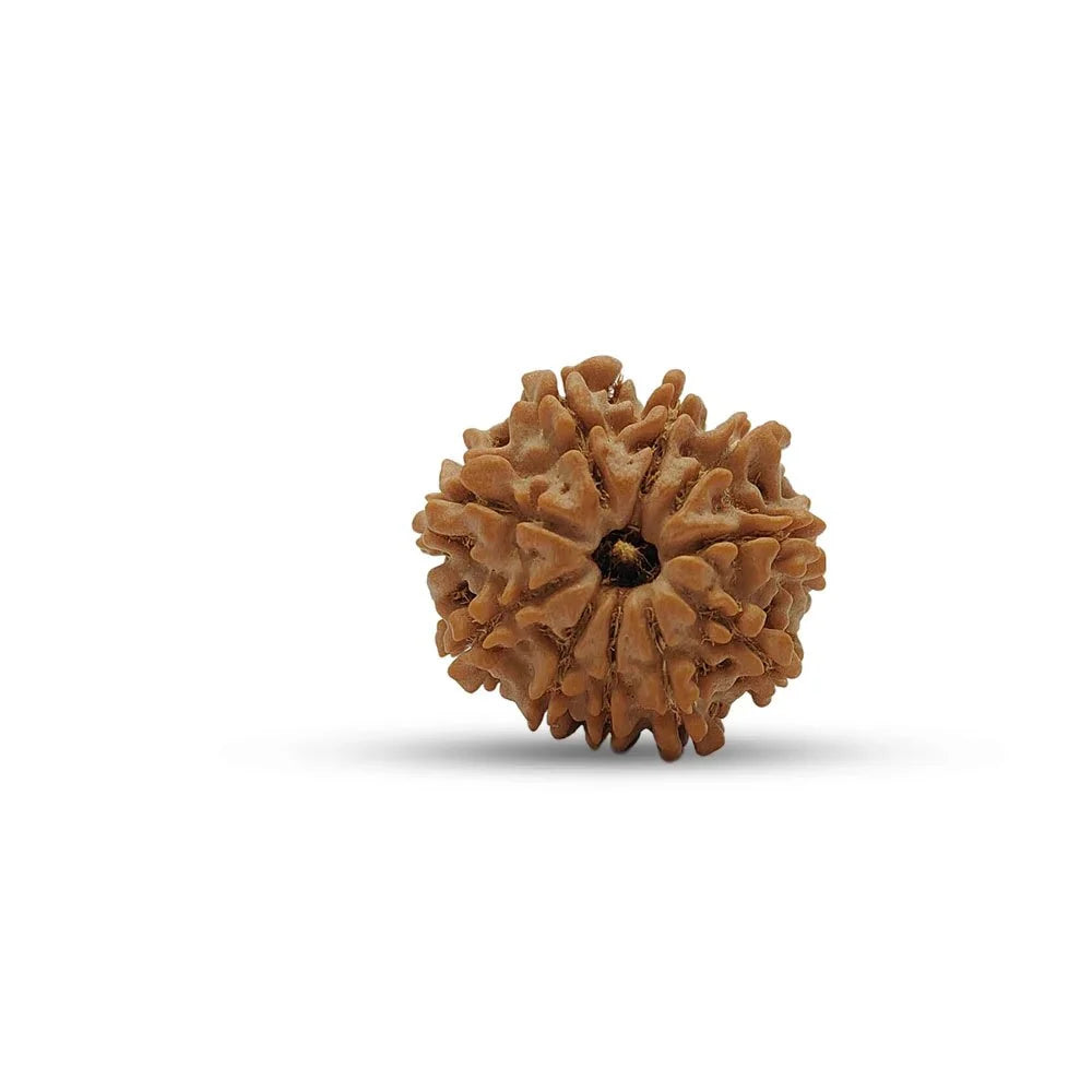 10 Mukhi Nepali Rudraksha