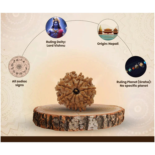 10 Mukhi Nepali Rudraksha