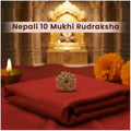 10 Mukhi Nepali Rudraksha