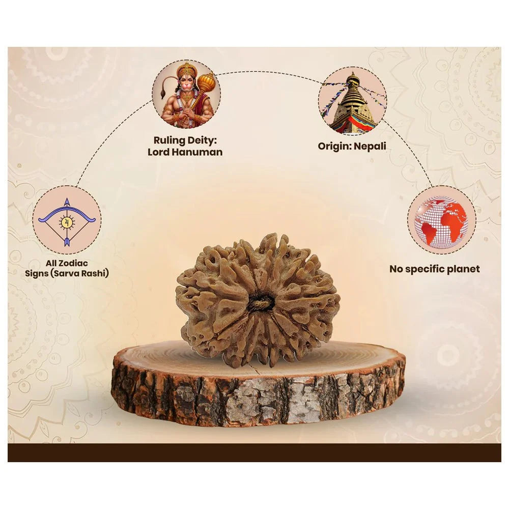 11 Mukhi Nepali Rudraksha