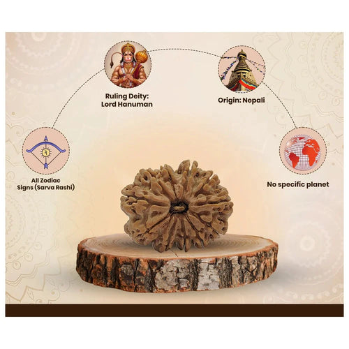 11 Mukhi Nepali Rudraksha