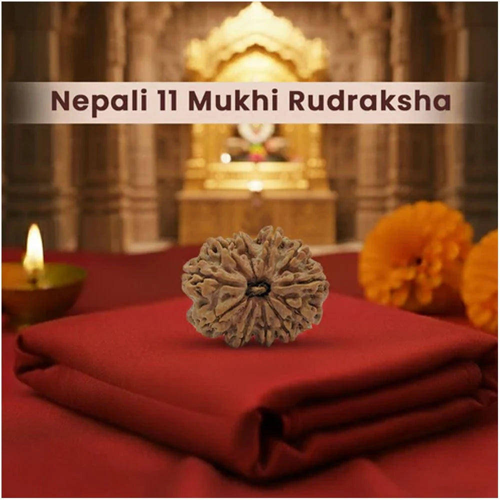 11 Mukhi Nepali Rudraksha