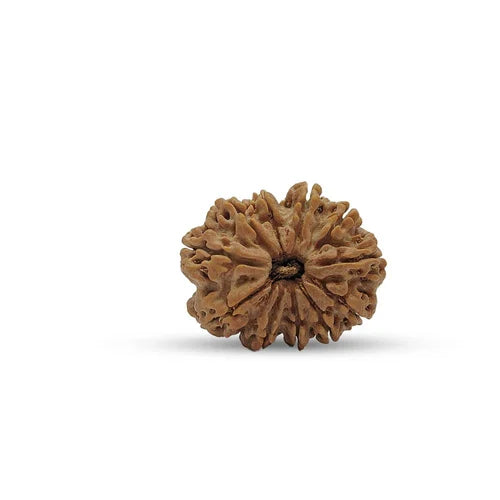 11 Mukhi Nepali Rudraksha