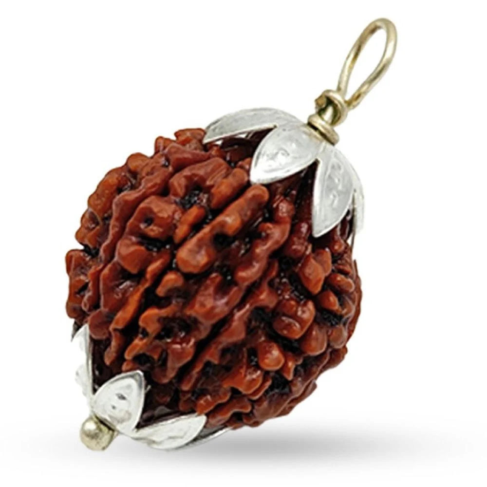 11 Mukhi Rudraksha