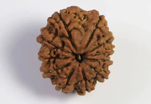 11 Mukhi Rudraksha