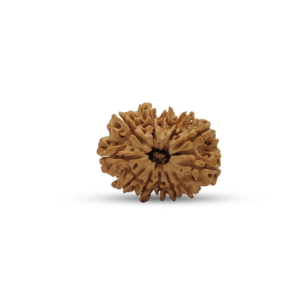 12 Mukhi Nepali Rudraksha