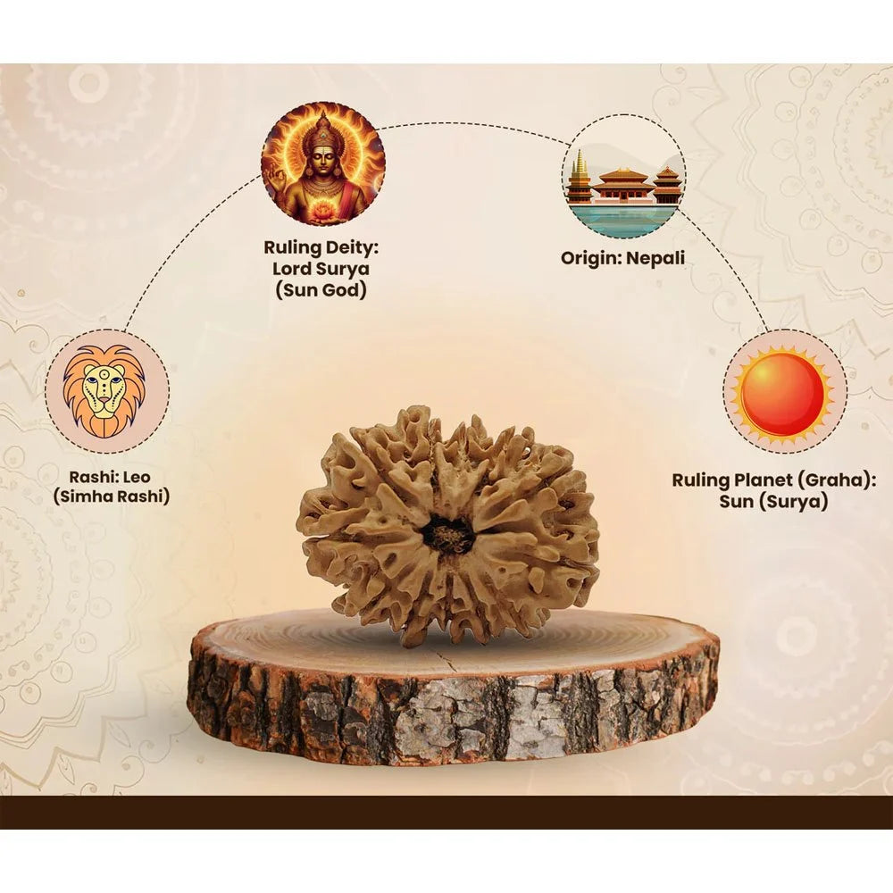 12 Mukhi Nepali Rudraksha