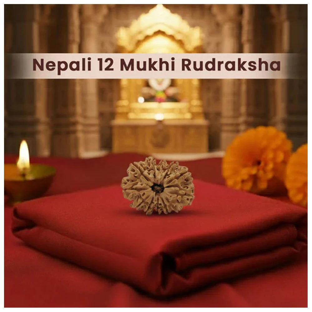 12 Mukhi Nepali Rudraksha