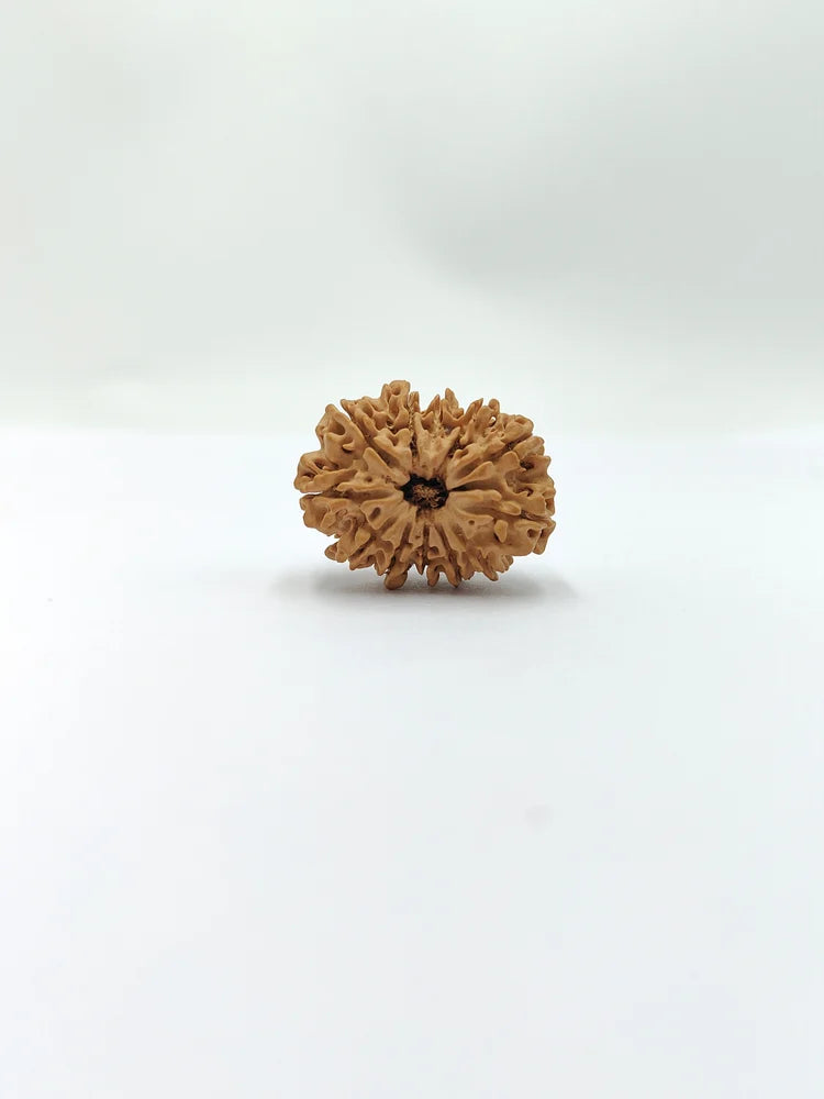 12 Mukhi Rudraksha
