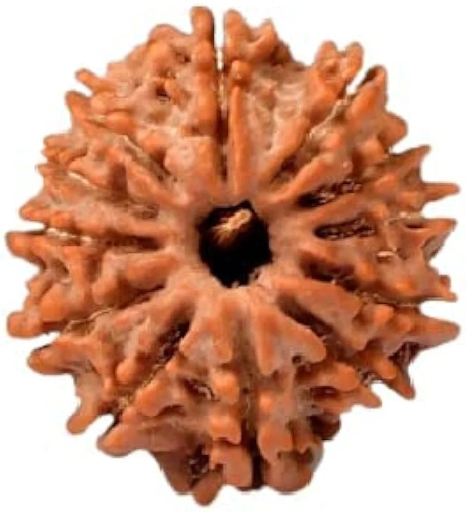 12 Mukhi Rudraksha