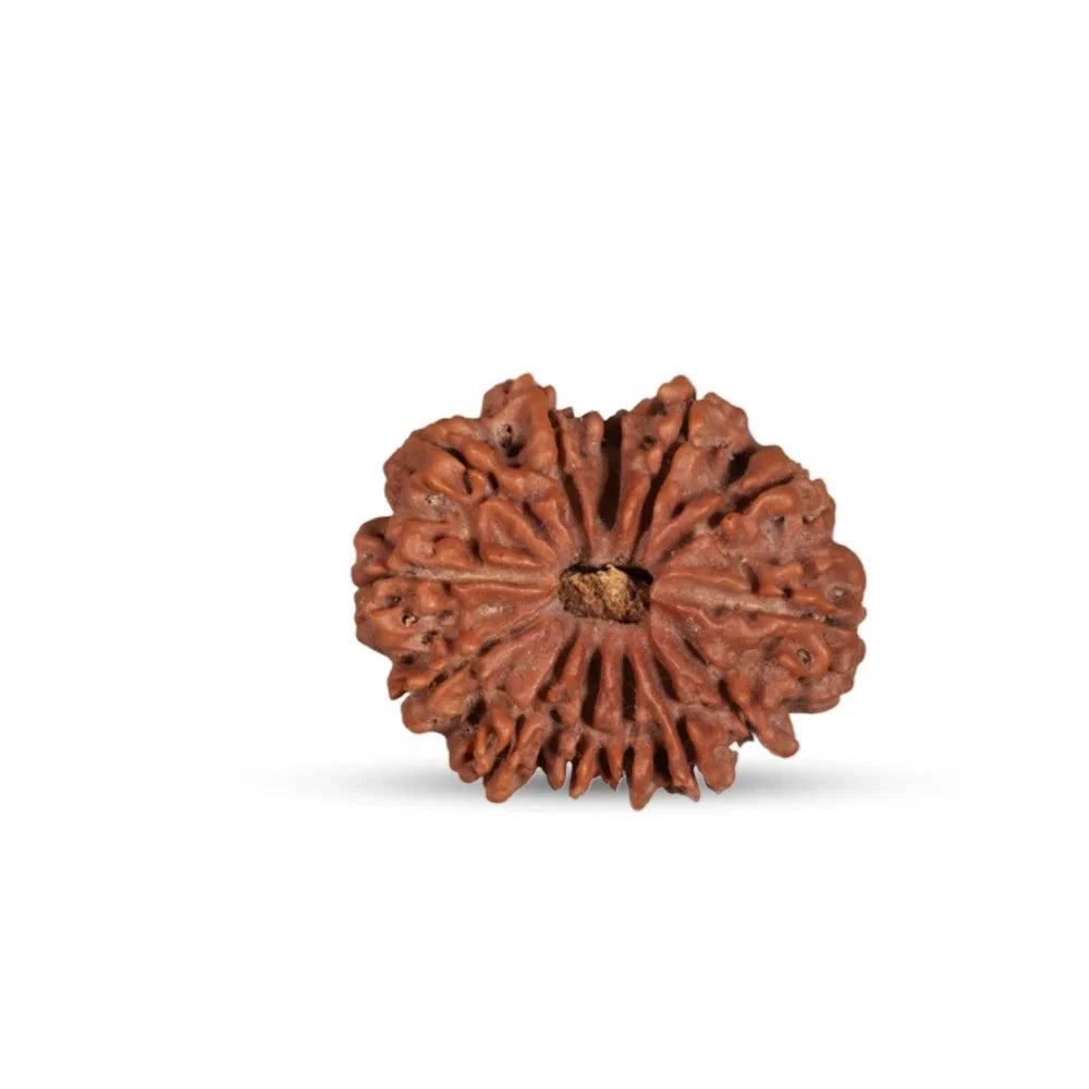 13 Mukhi Nepali Rudraksha