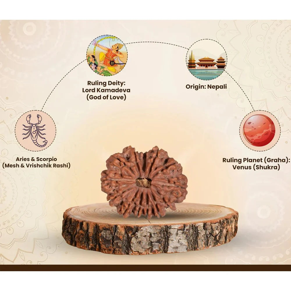 13 Mukhi Nepali Rudraksha