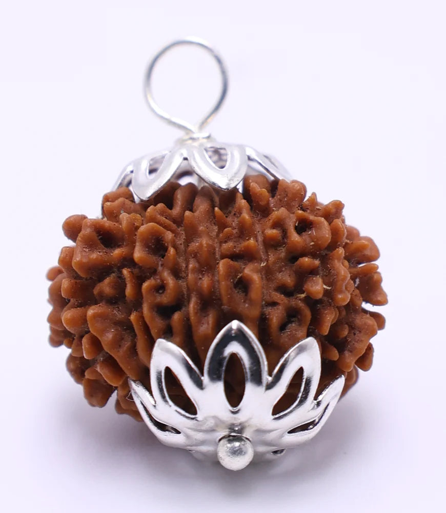 13 Mukhi Rudraksha