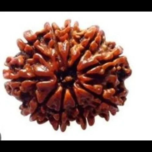 13 Mukhi Rudraksha