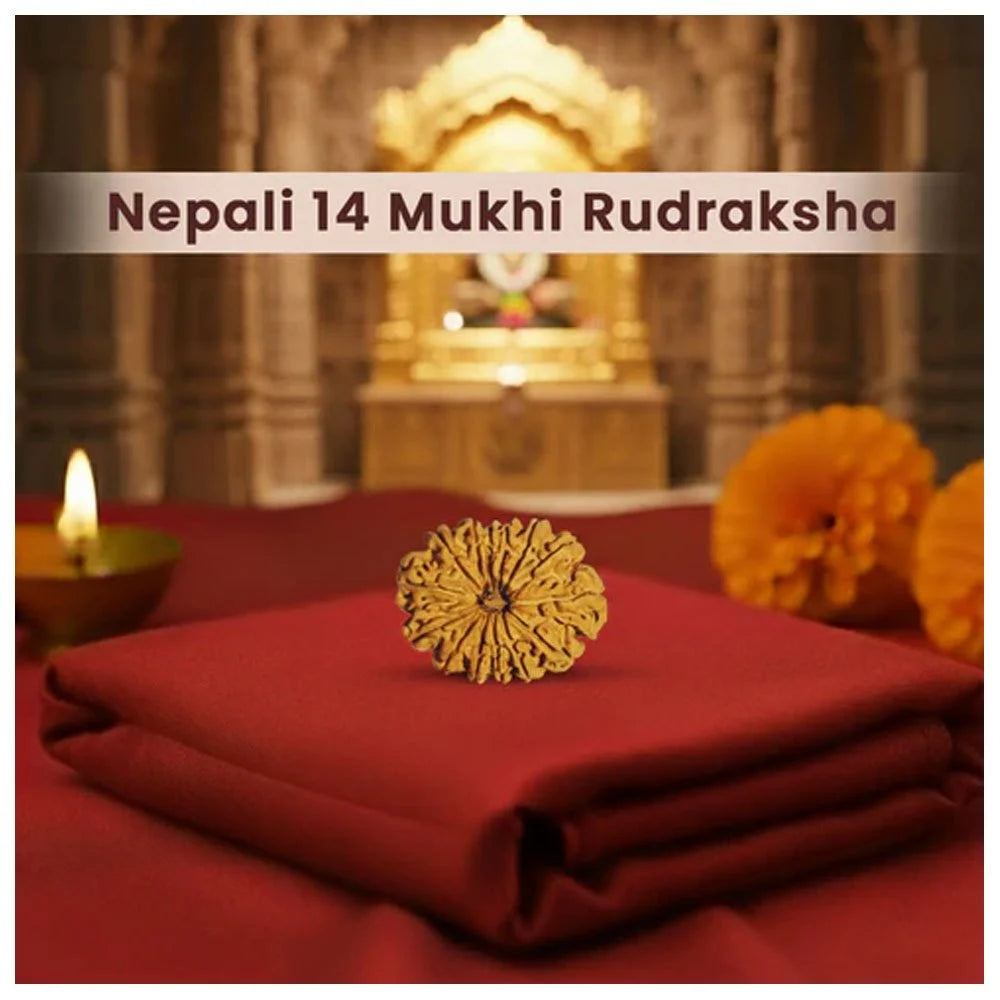 14 Mukhi Nepali Rudraksha