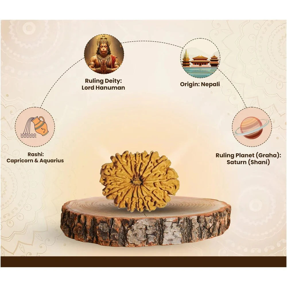14 Mukhi Nepali Rudraksha