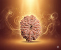 14 Mukhi Rudraksha