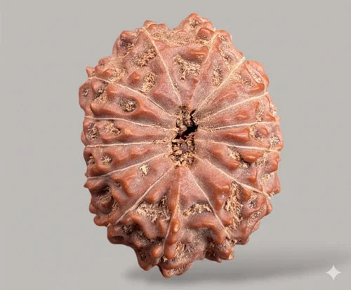 14 Mukhi Rudraksha
