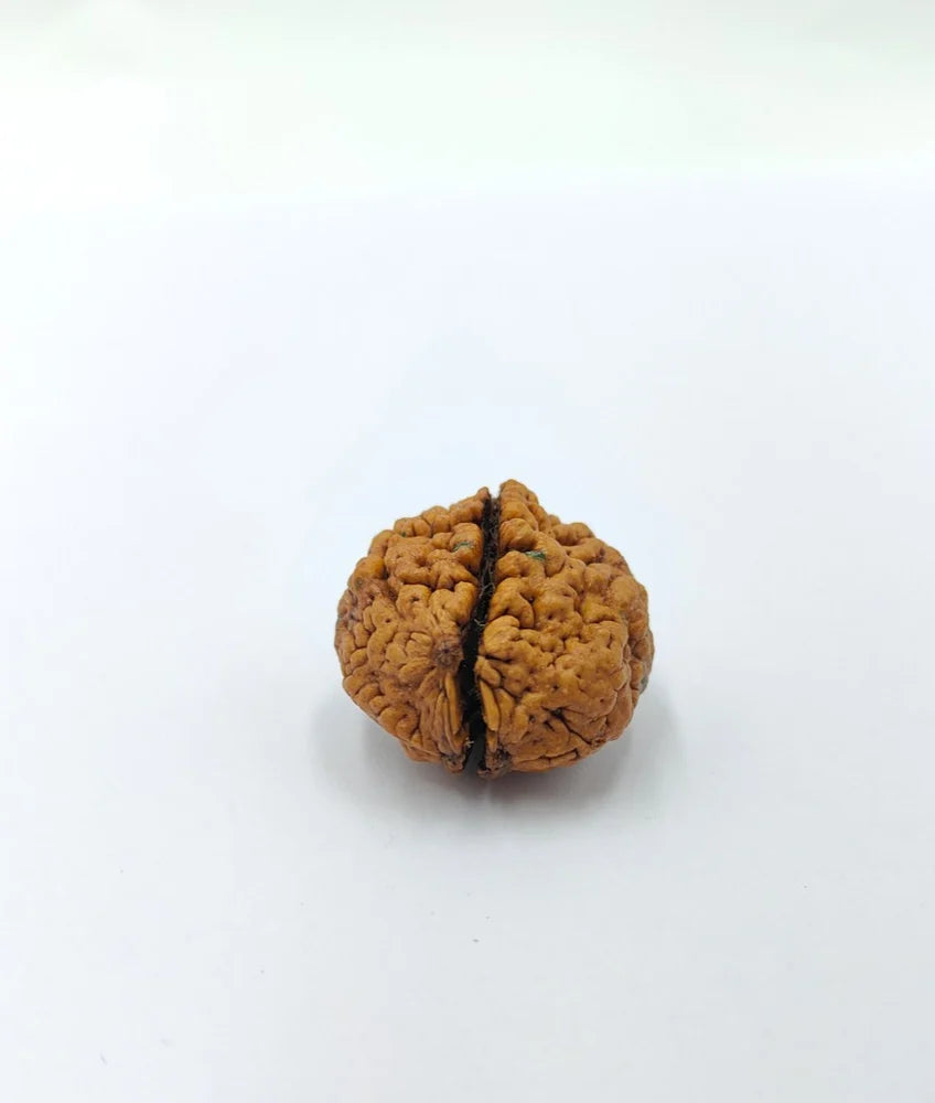 2 Mukhi Rudraksha