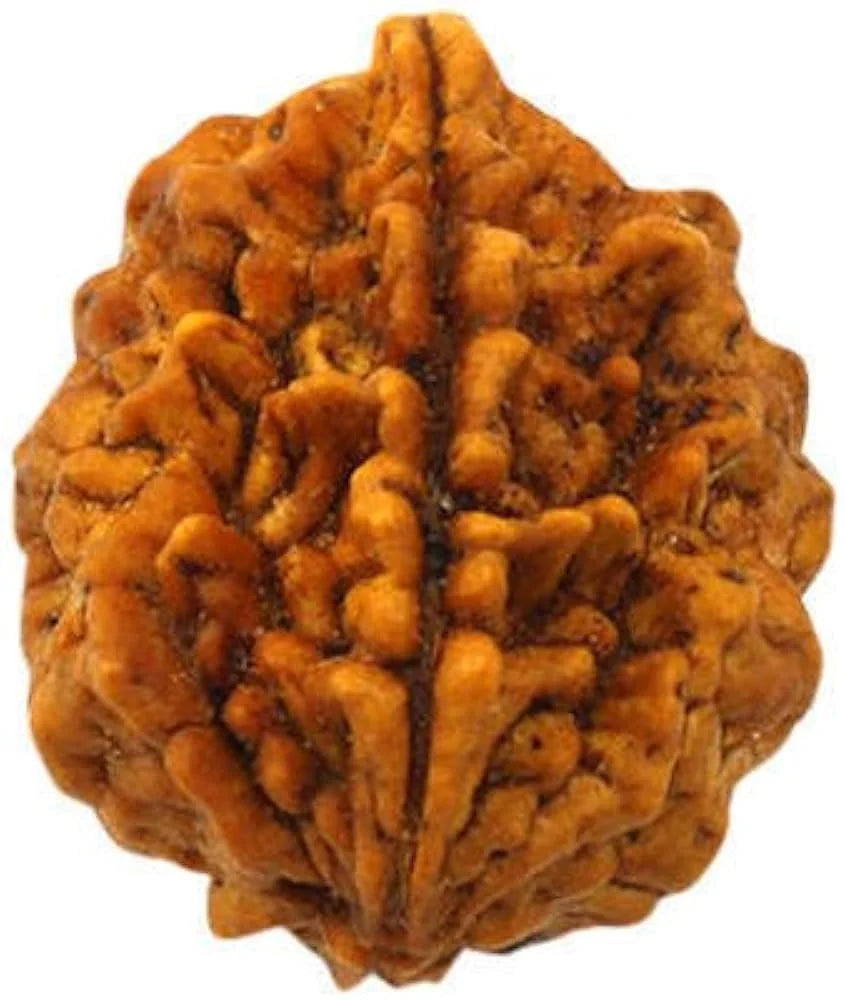 2 Mukhi Rudraksha