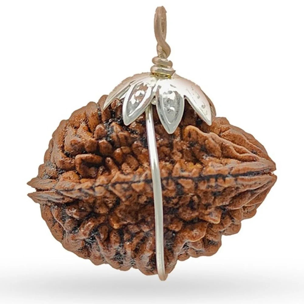 2 Mukhi Rudraksha