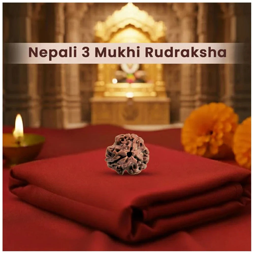 3 Mukhi Nepali Rudraksha