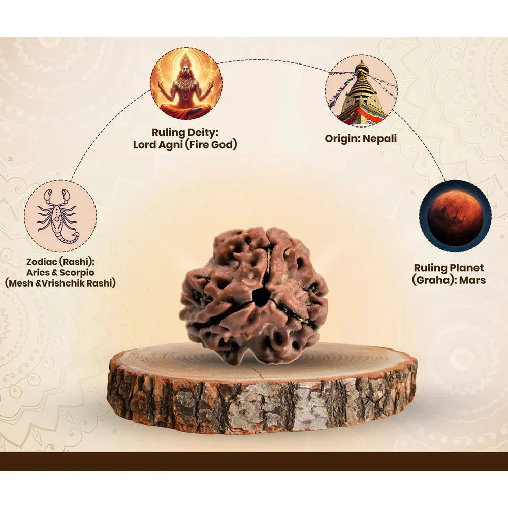 3 Mukhi Nepali Rudraksha