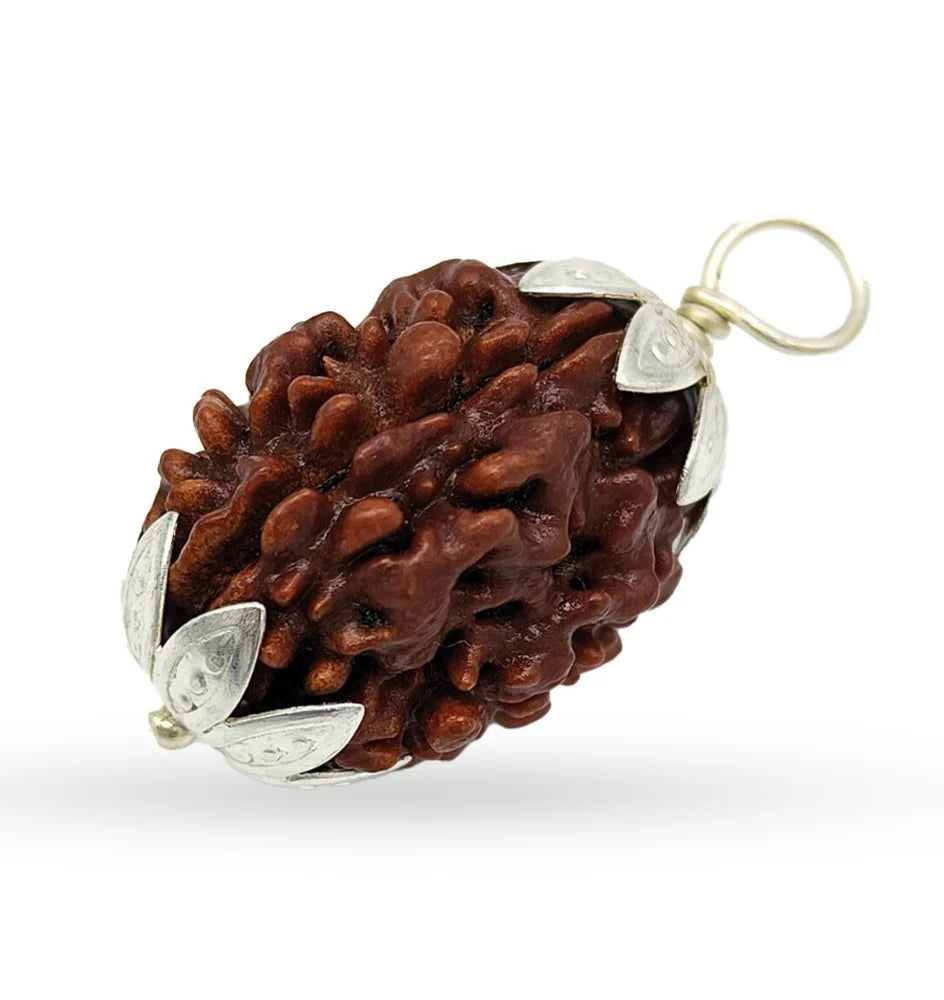 3 Mukhi Rudraksha