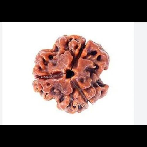 3 Mukhi Rudraksha