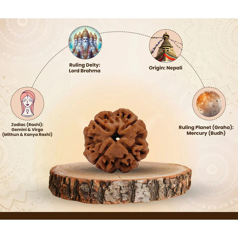 4 Mukhi Nepali Rudraksha
