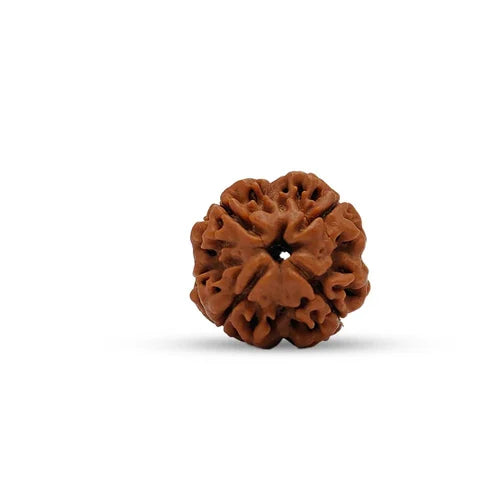 4 Mukhi Nepali Rudraksha