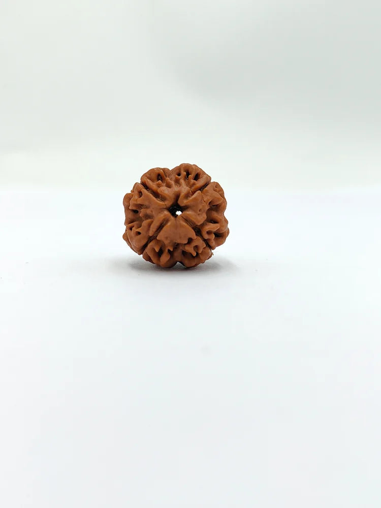 4 Mukhi Rudraksha