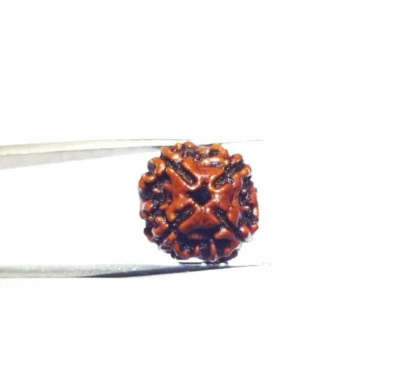 4 Mukhi Rudraksha