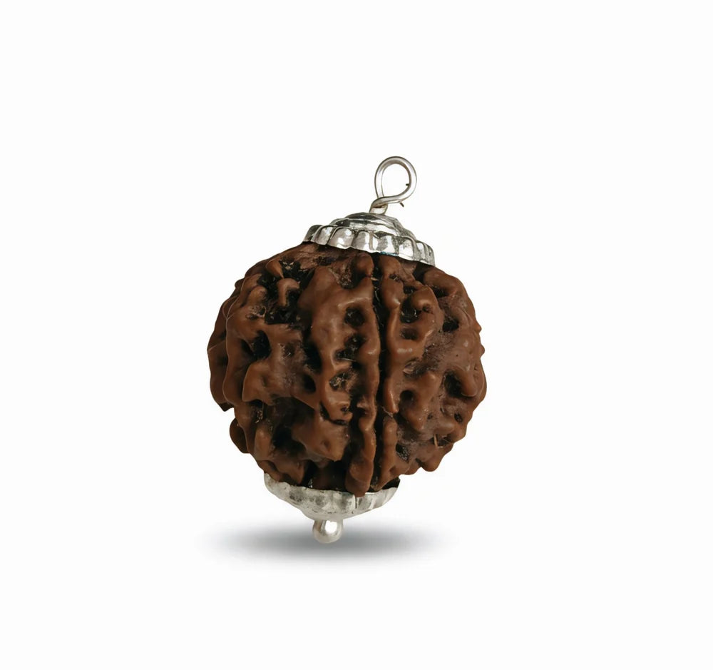 5 Mukhi Rudraksha Beads with capping