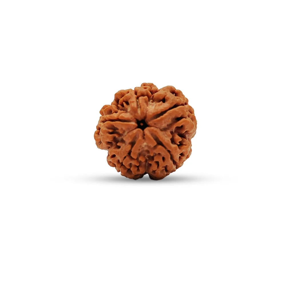 5 Mukhi Rudraksha Beads