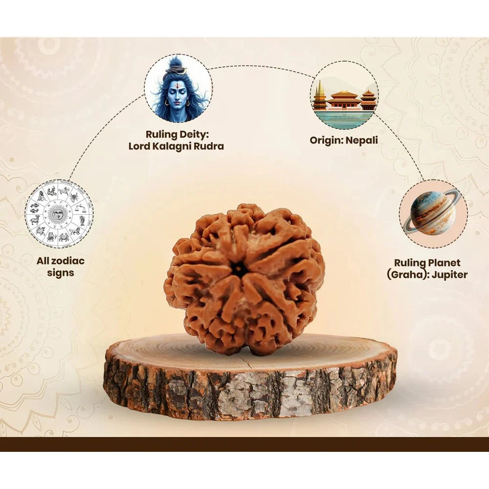 5 Mukhi Nepali Rudraksha