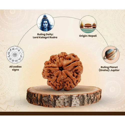5 Mukhi Nepali Rudraksha