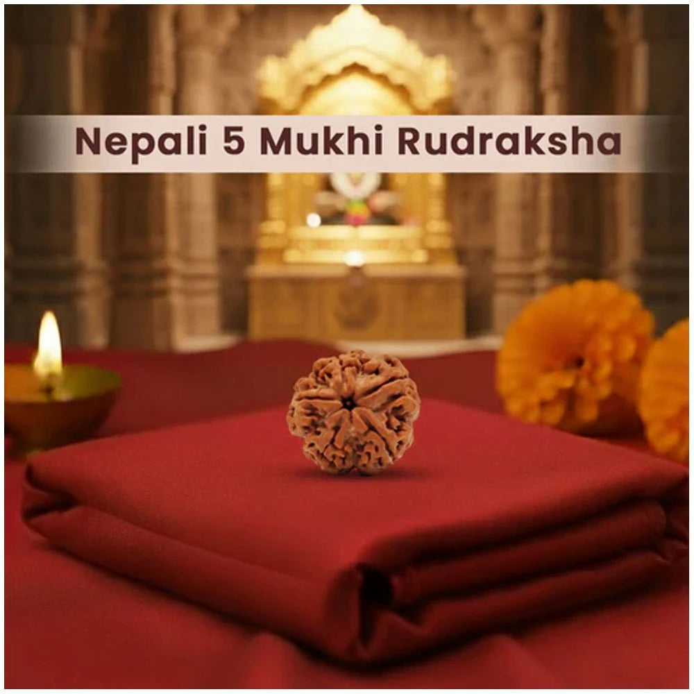 5 Mukhi Nepali Rudraksha