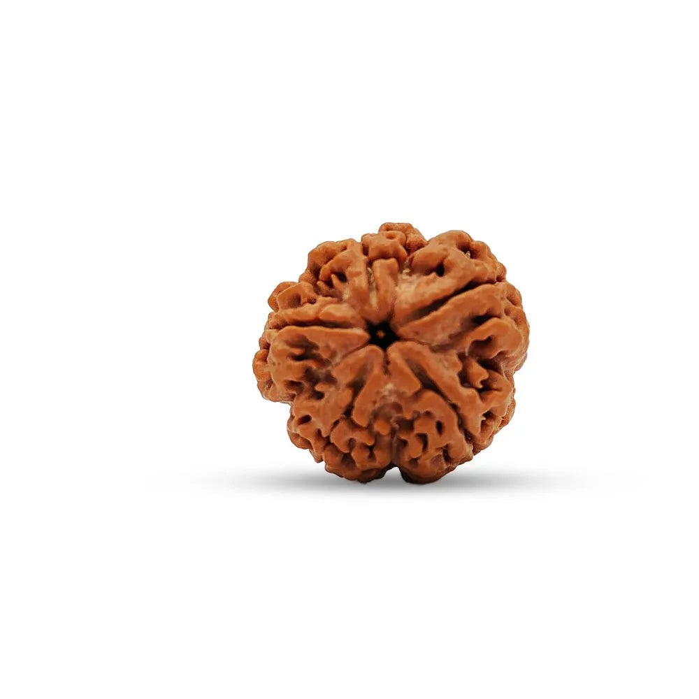 5 Mukhi Nepali Rudraksha