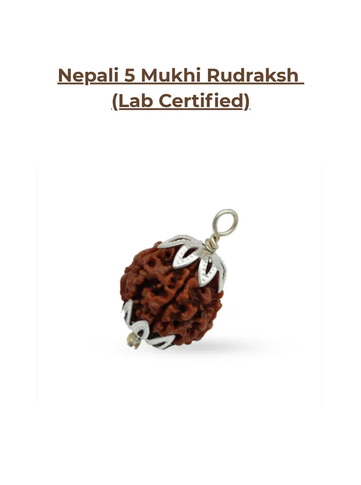5 Mukhi Rudraksha Beads with capping
