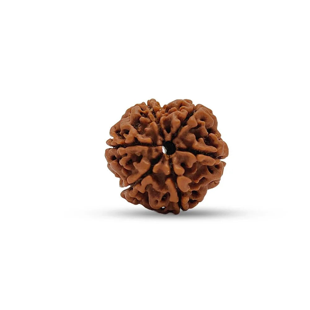 6 Mukhi Nepali Rudraksha