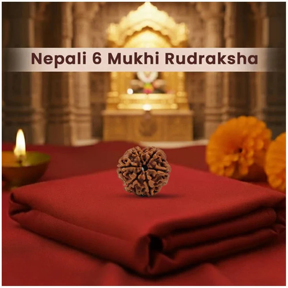6 Mukhi Nepali Rudraksha