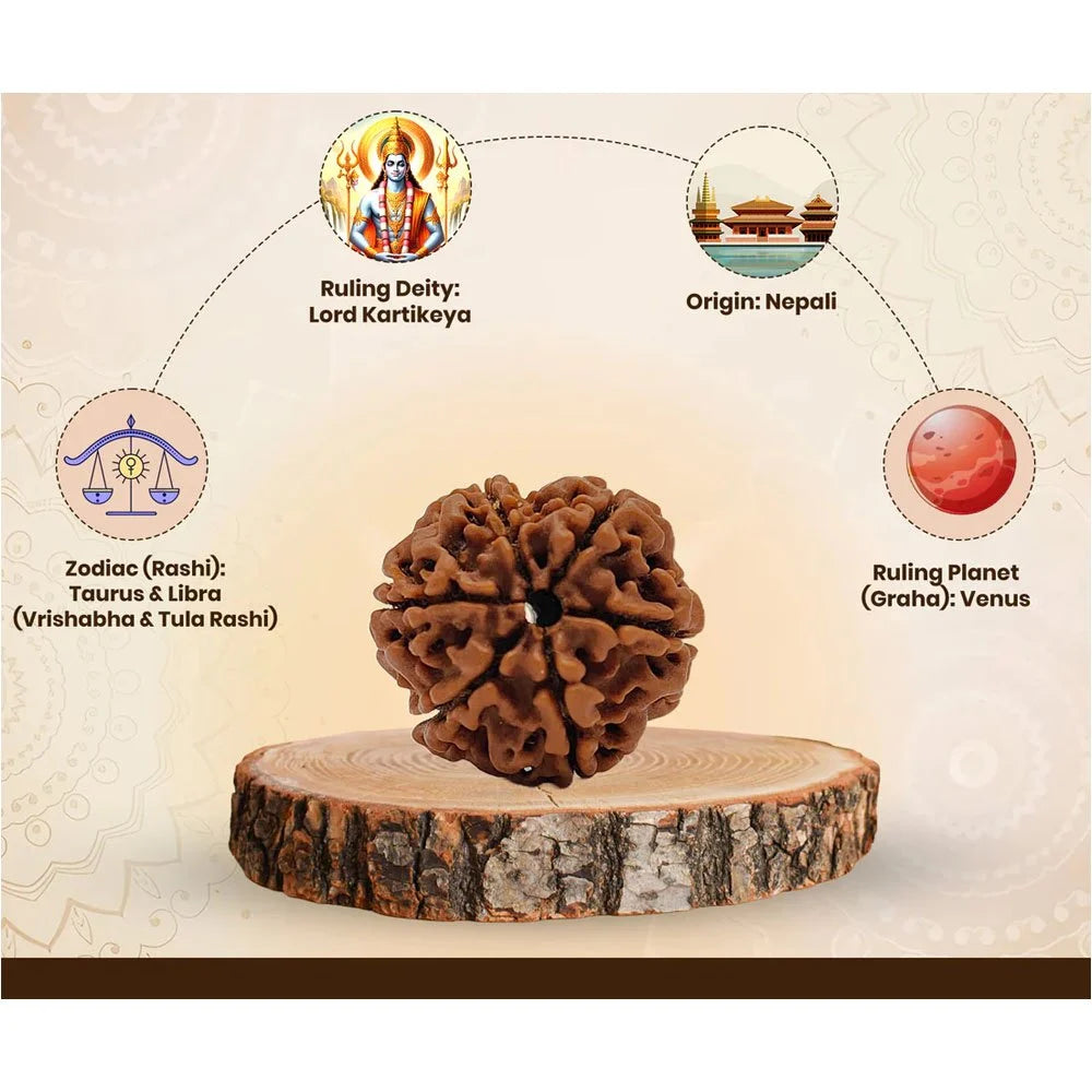 6 Mukhi Nepali Rudraksha