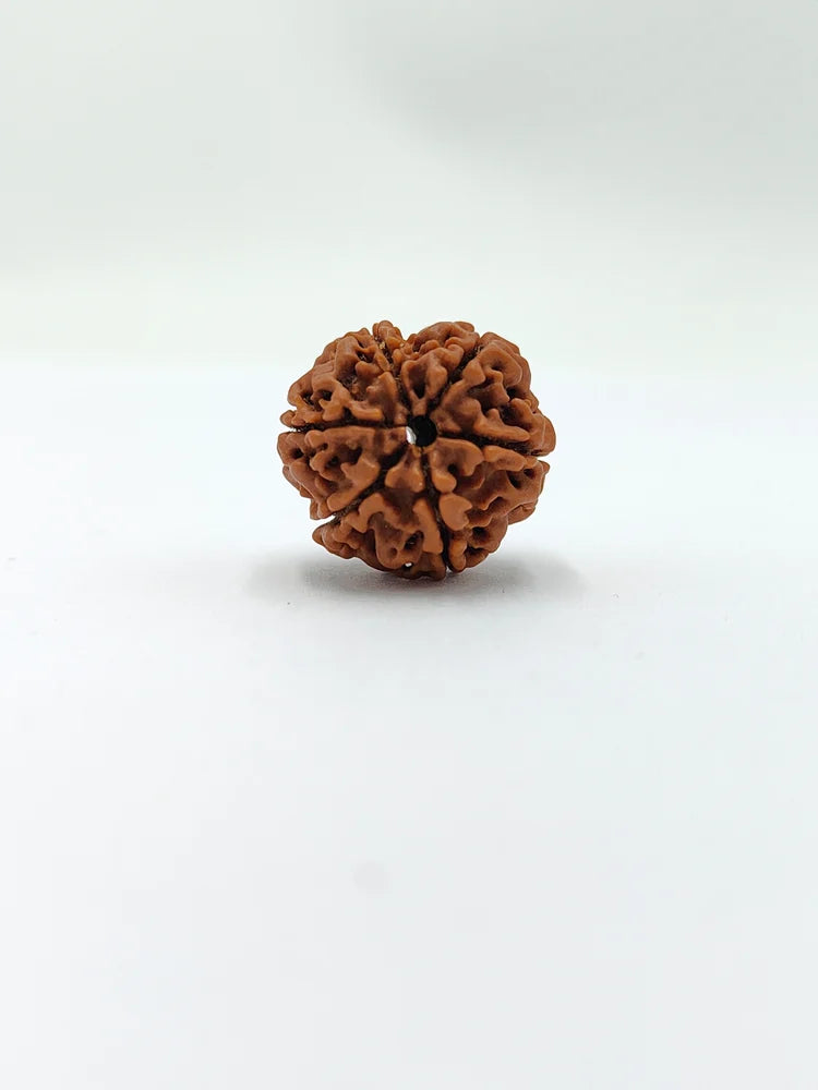6 Mukhi Rudraksha