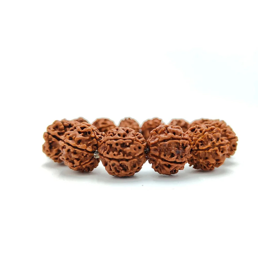 Nepali 6 Mukhi Rudraksha Bracelet