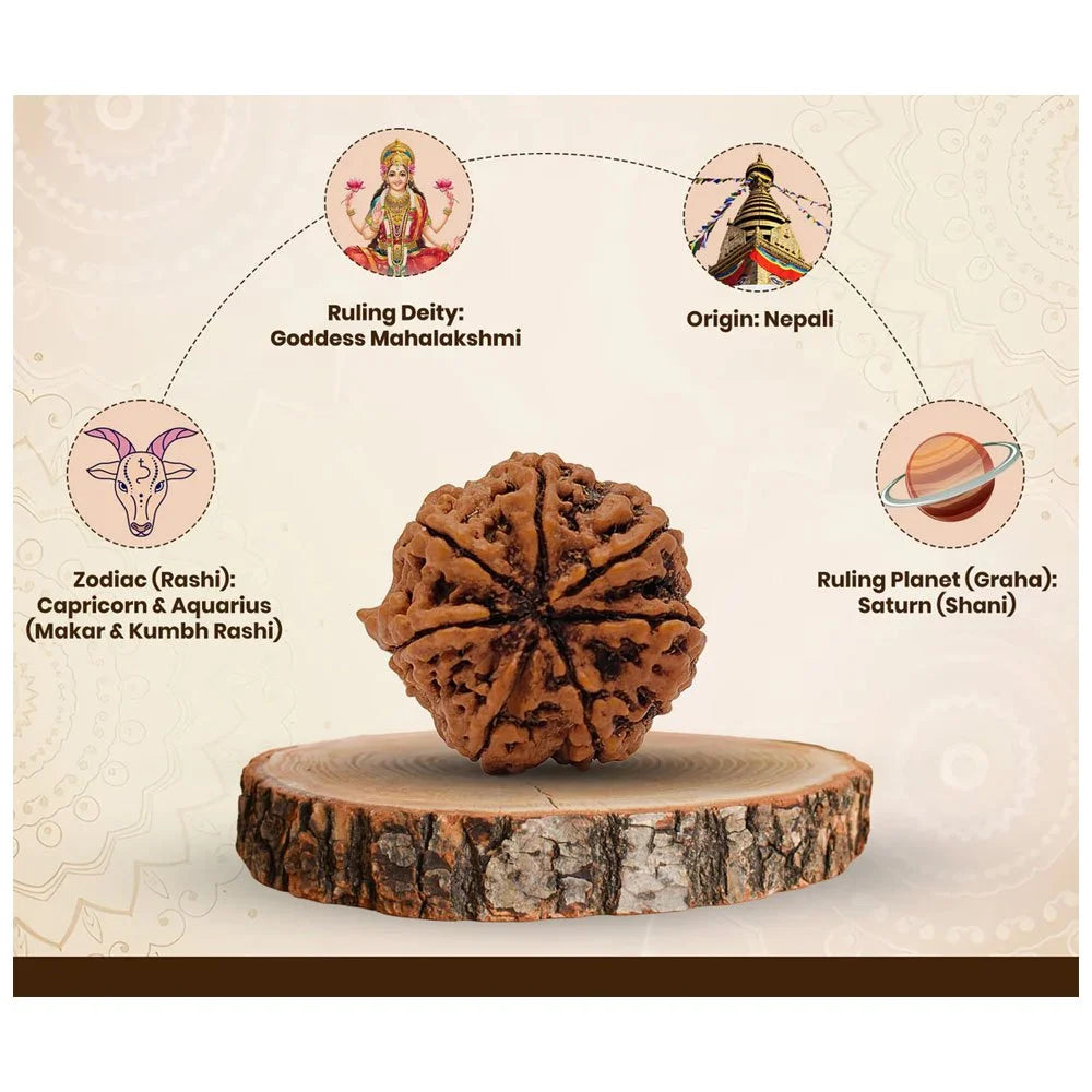 7 Mukhi Nepali Rudraksha