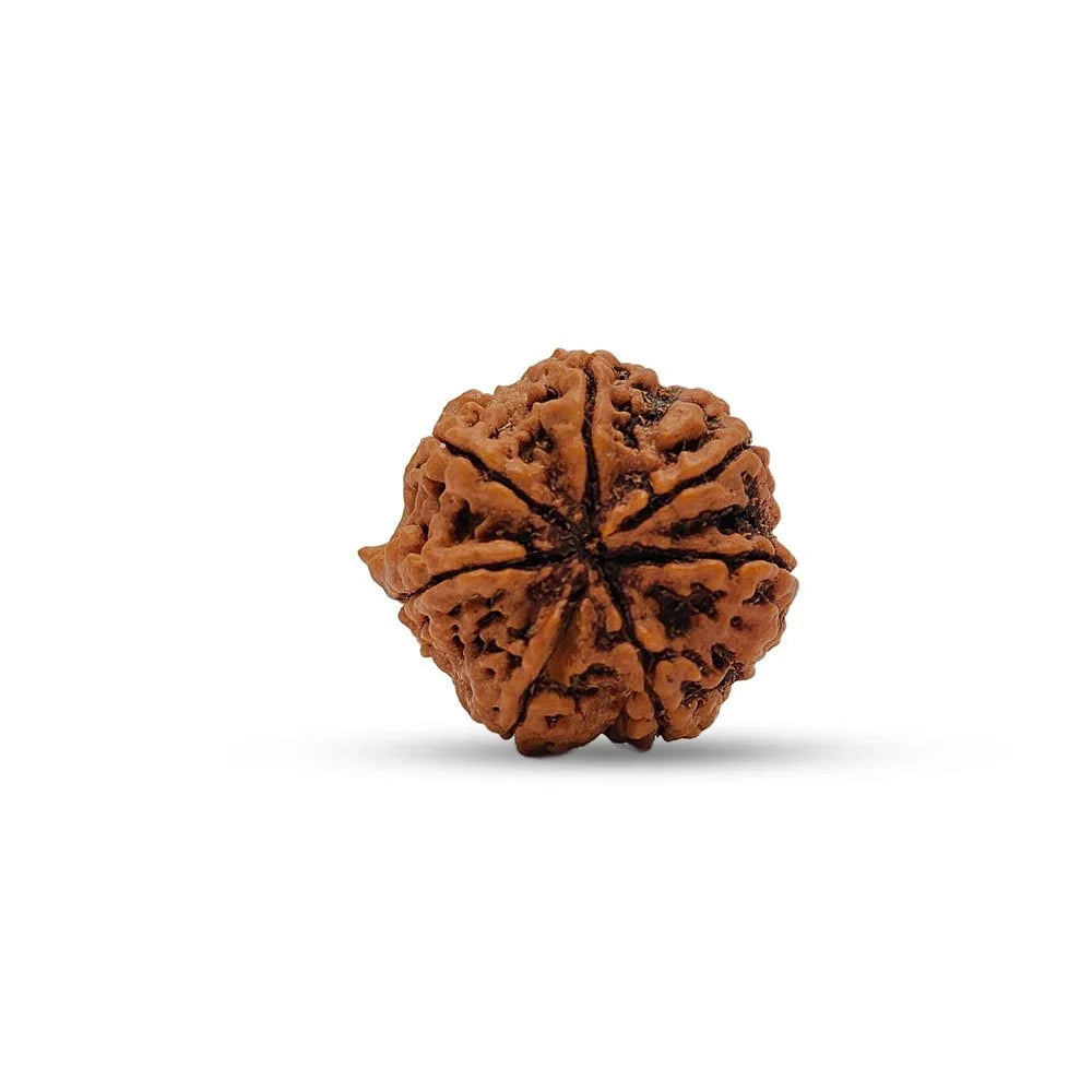 7 Mukhi Nepali Rudraksha